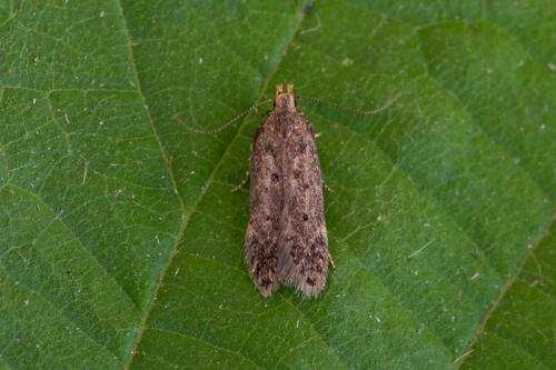 Bryotropha sp.